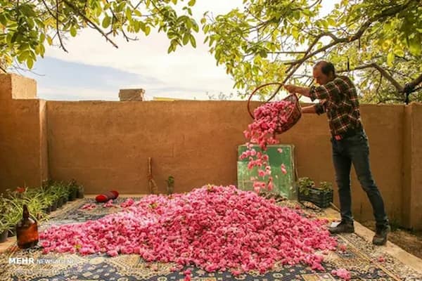 تصویر 3 از خرید و قیمت غنچه گل محمدی تبریز + فروش صادراتی